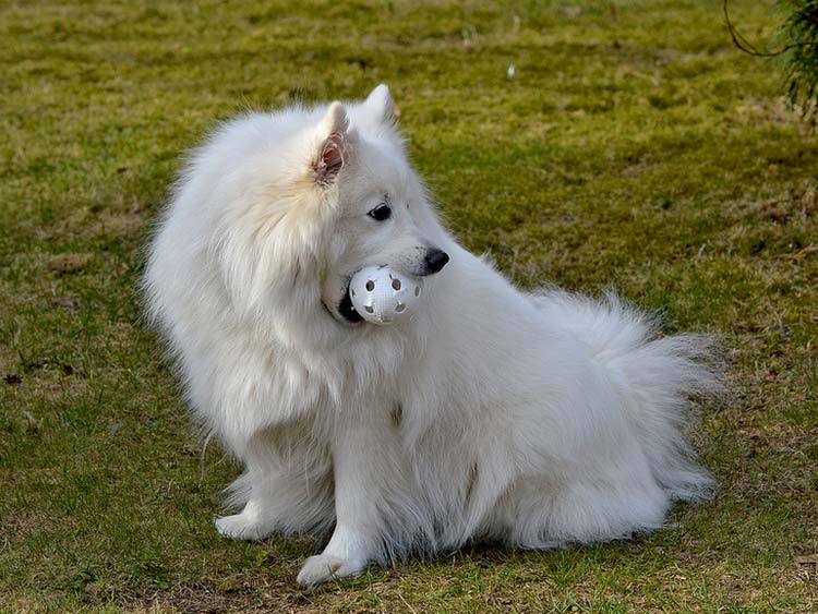 jeux avec un Spitz japonais