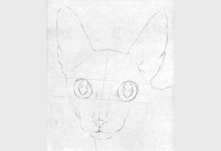 Dessiner un Cornish Rex