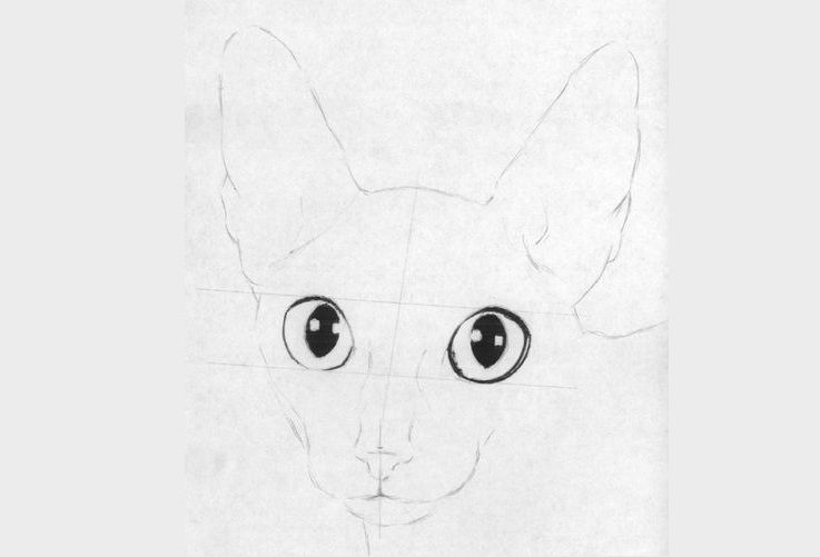 Dessiner un Cornish Rex