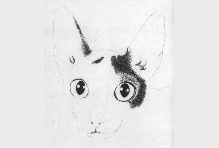 Dessiner un Cornish Rex