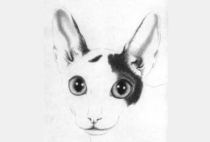 Dessiner un Cornish Rex
