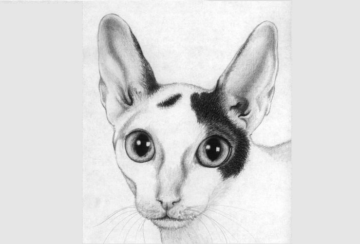 Croquis d'un Cornish Rex