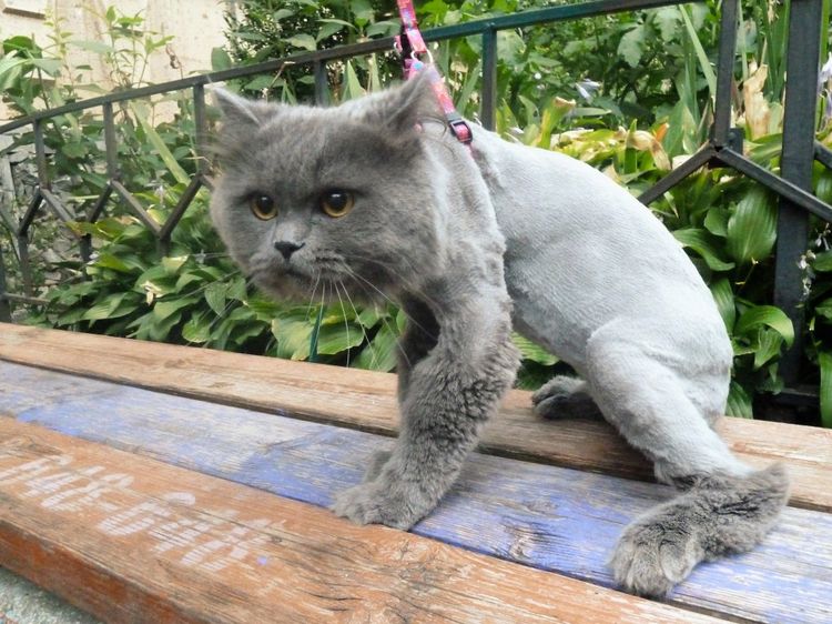 Un chat stressé avec une coupe de poils courte