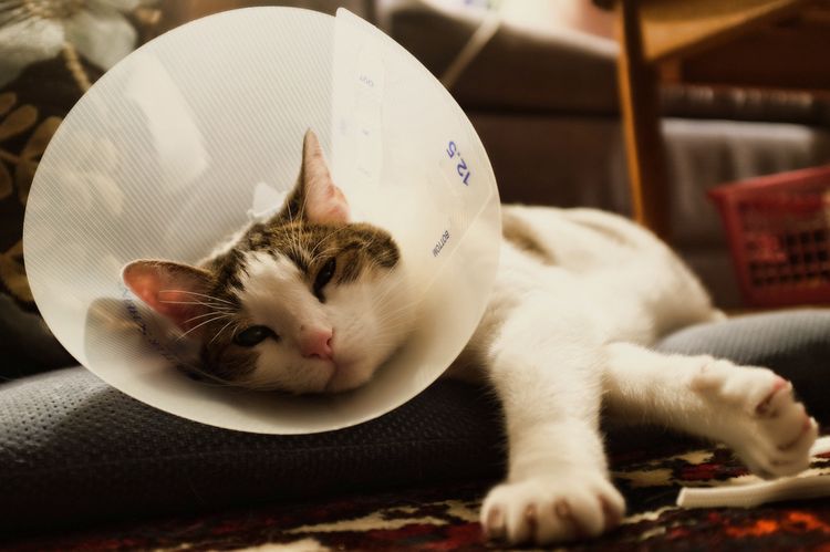 Un chat avec un collier en plastique