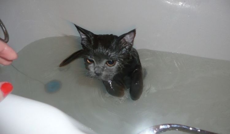 Comment laver un chat dans la baignoire
