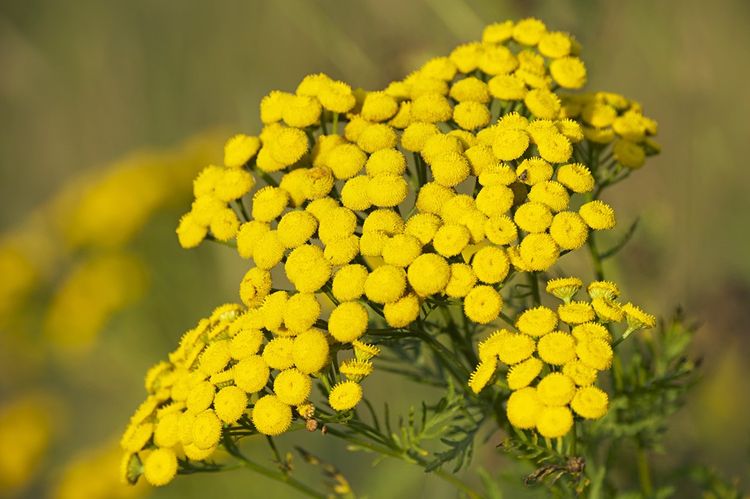 fleurs de tanaisie