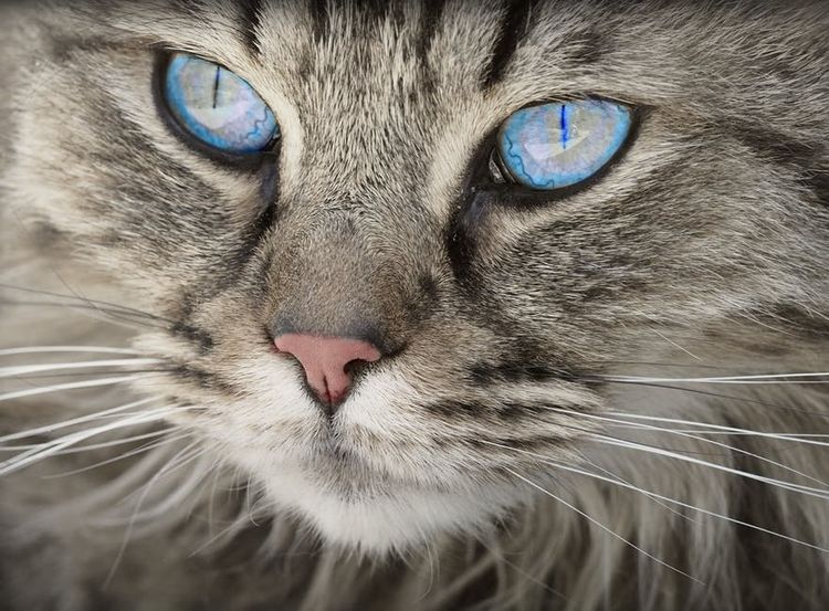 Chat aux yeux bleus
