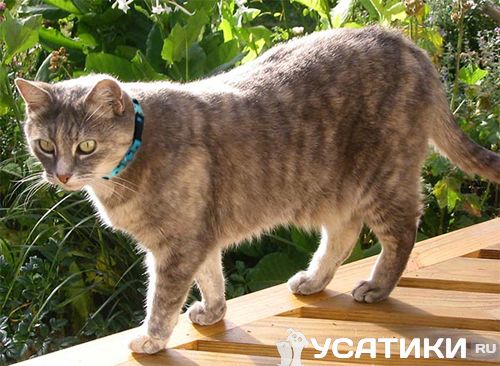 Chat gris avec un collier