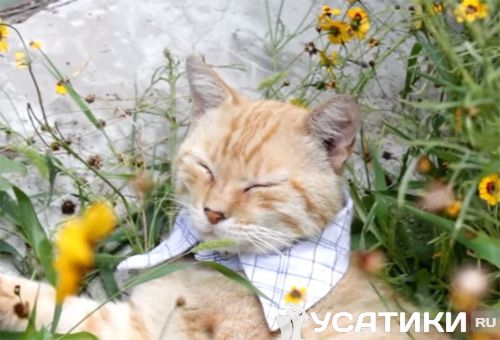 Un chat avec un collier