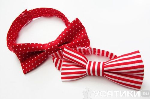 Collier papillon pour chat