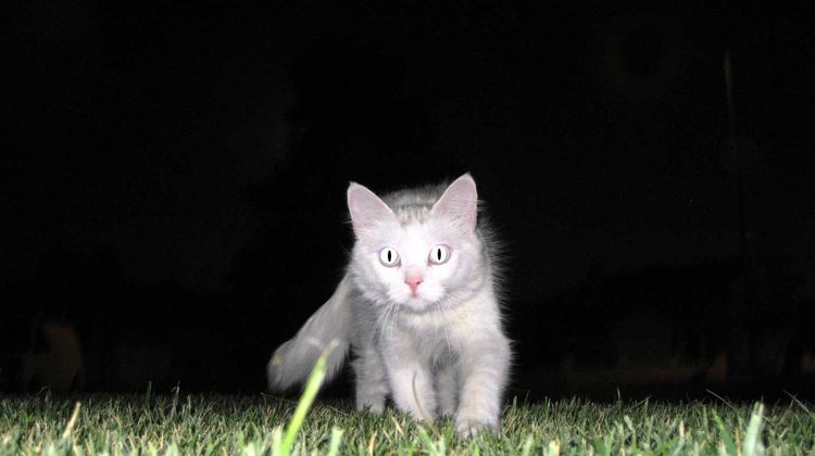 Le chat chasse la nuit