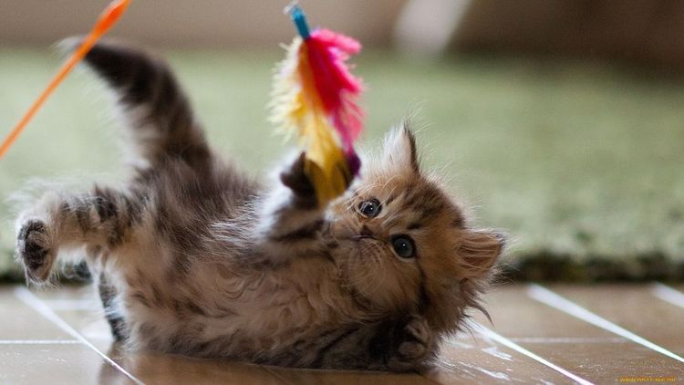 Un chaton joue avec une plume