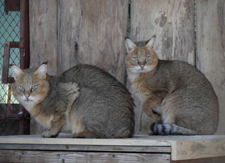 Élever des chats de roseau