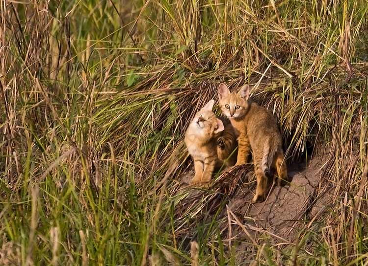 Combien coûtent les chatons de chats sauvages ?