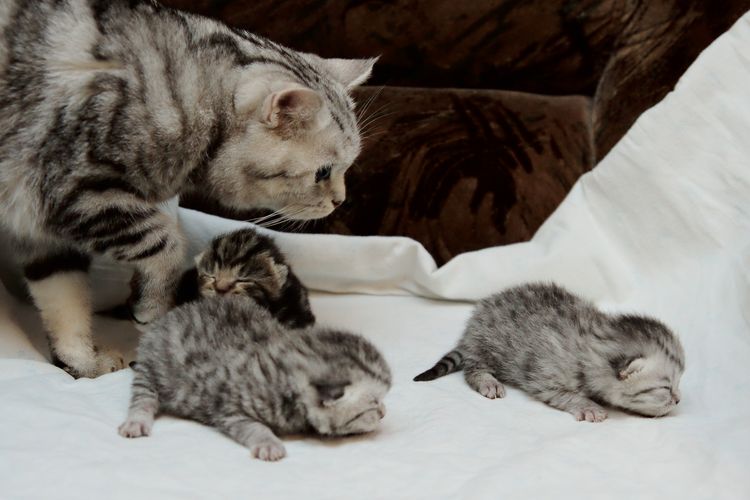 Les chatons ont une semaine.