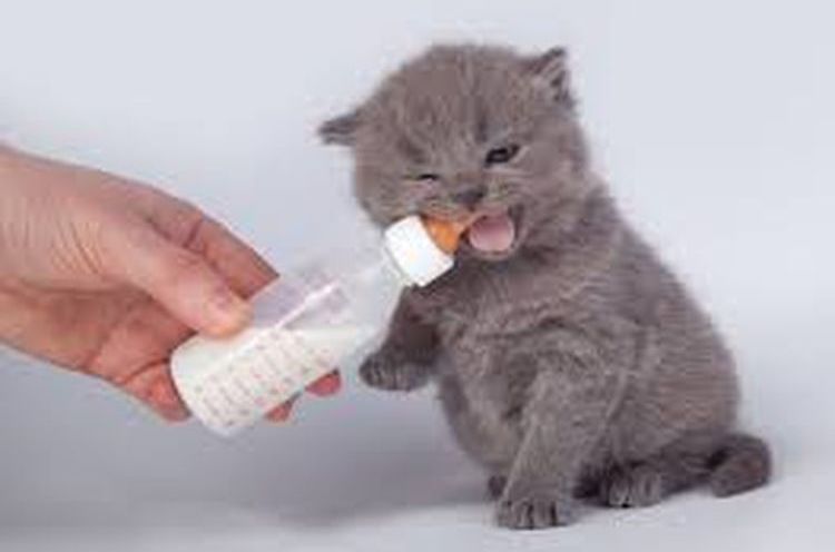 Alimentation complémentaire d'un chaton de trois semaines
