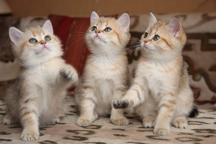 Chatons de trois mois