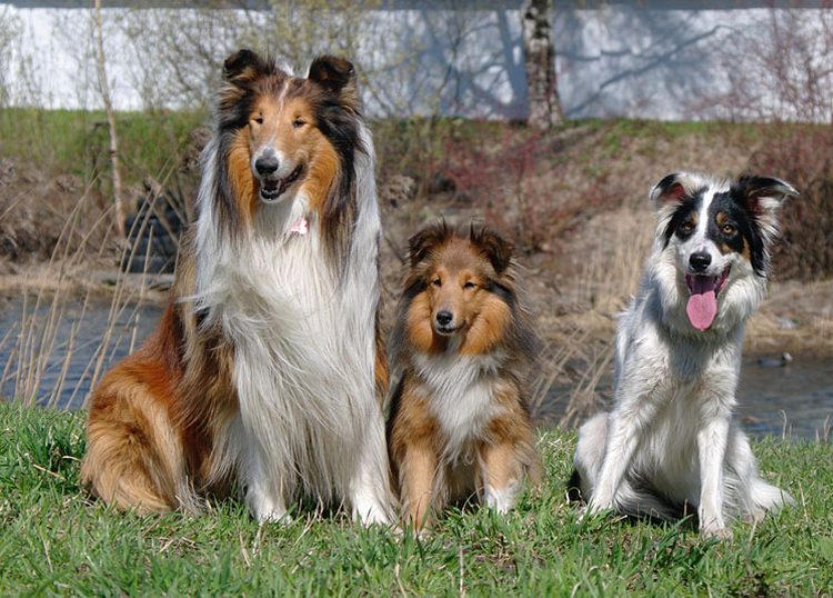 Collie, Sheltie et Border Collie