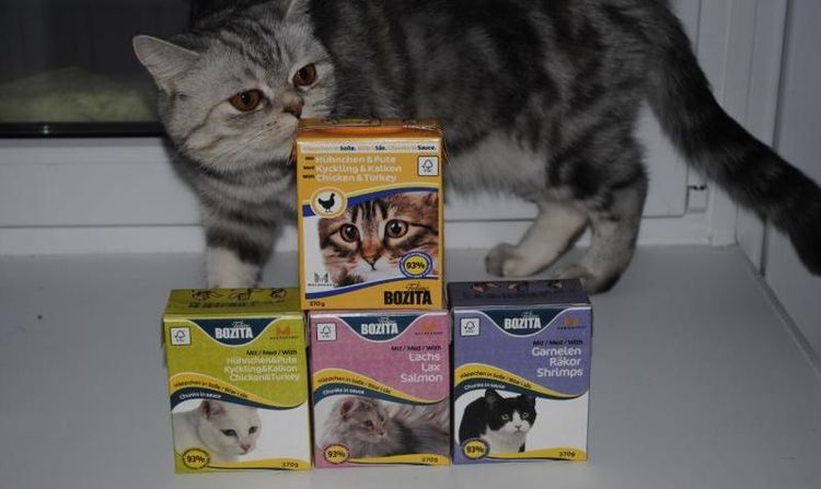 Un chat gris renifle de la nourriture