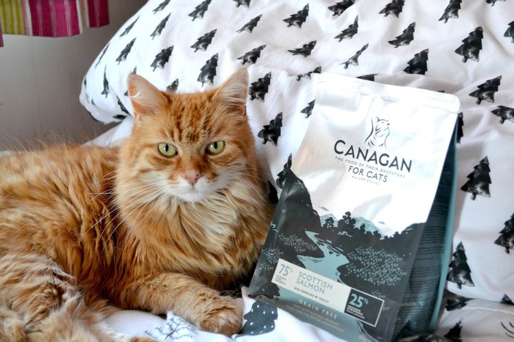 Un chat à côté d'un paquet de nourriture pour chats Canagan