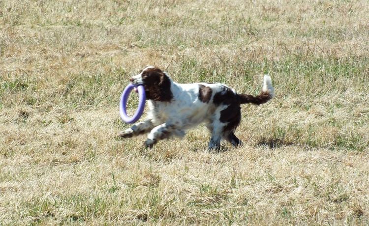 Épagneul russe jouant