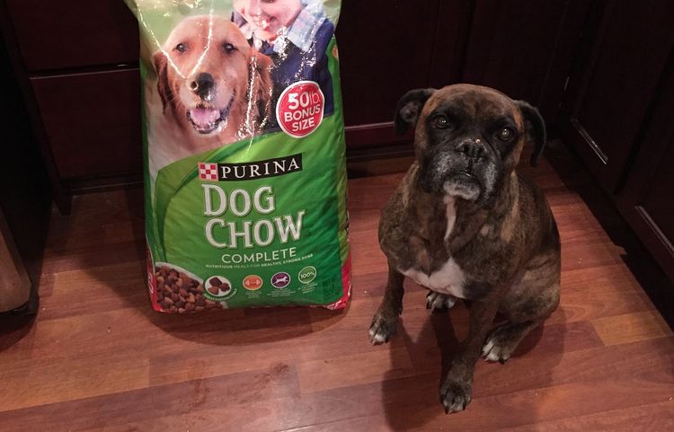 Un chien près d'un sac de nourriture