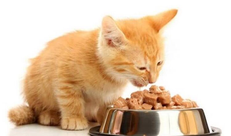 Le chaton mange de la nourriture humide
