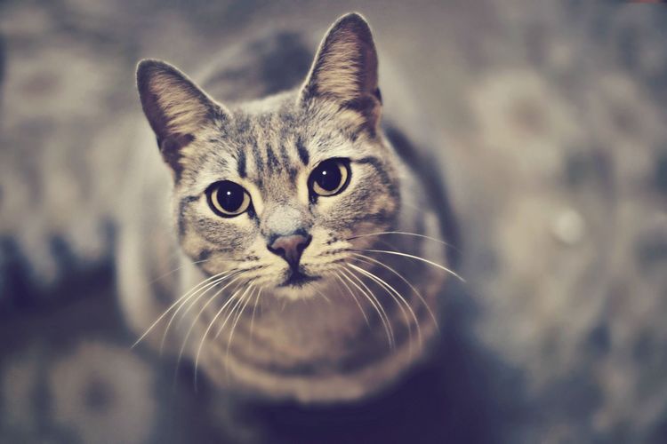 Le chat réclame à manger