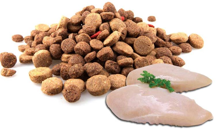 Poulet et croquettes pour chien