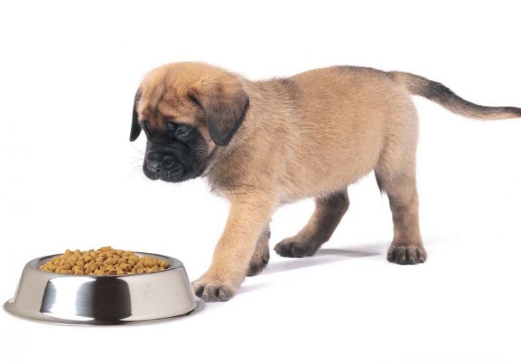 Un chiot et une gamelle de croquettes