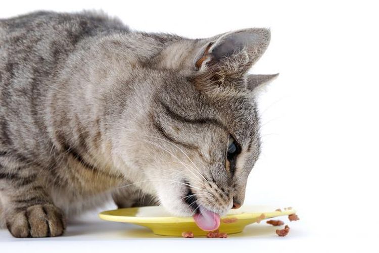 Le chat mange avec appétit