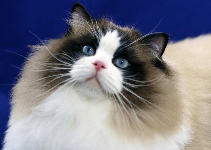 Un chat duveteux pose