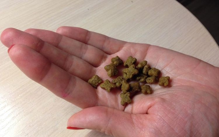 Maintenant, des granulés de nourriture sèche pour chiens