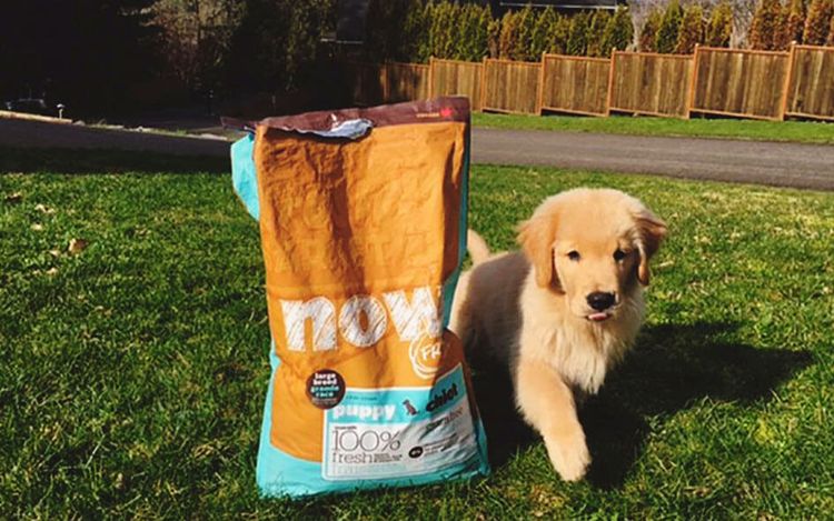 Un sac de croquettes Now et un chiot