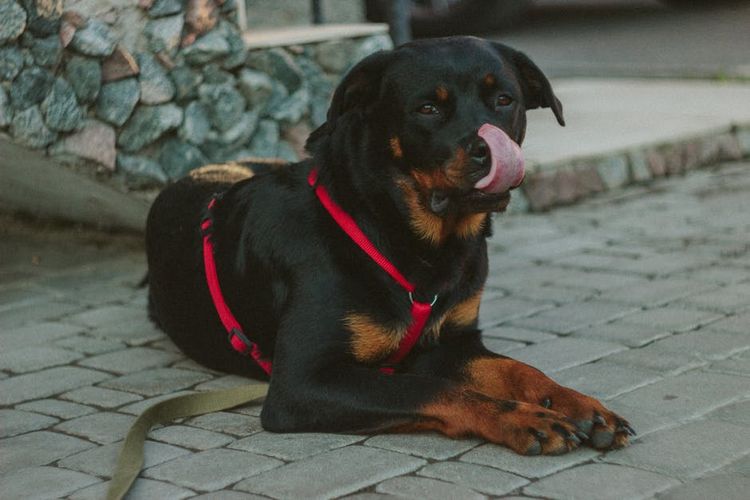 Rottweiler noir