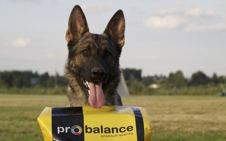 Berger et nourriture