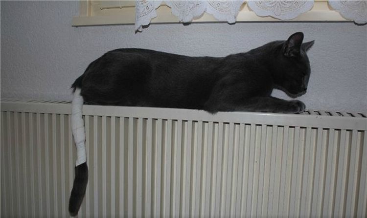 Un chat avec une queue bandée