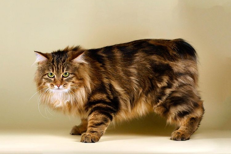 Le Bobtail des Kurilia se tient debout