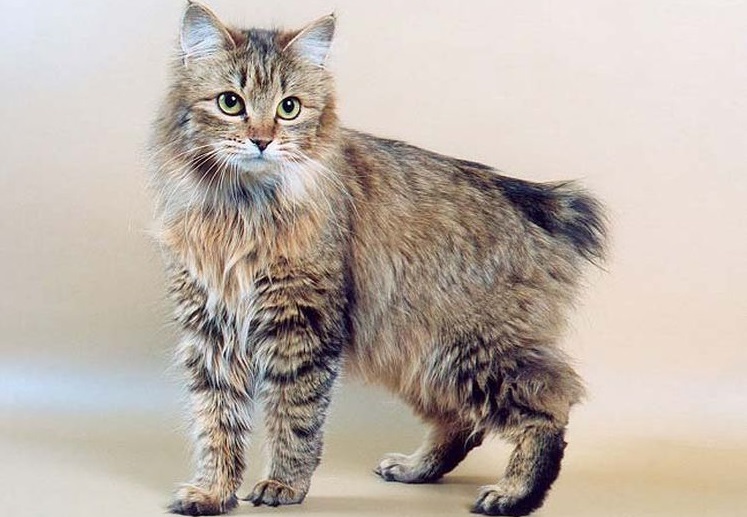 Le bobtail est debout