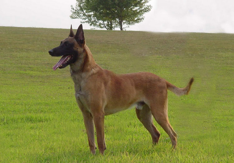 Malinois standard