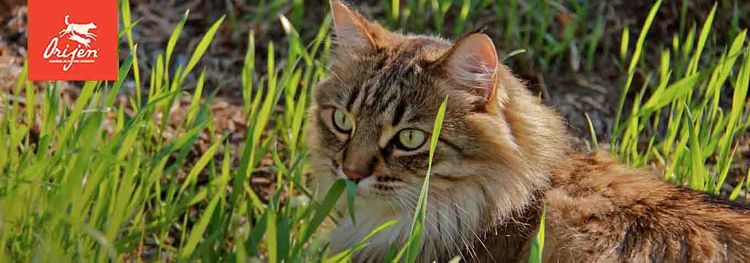Le chat est allongé sur l'herbe.