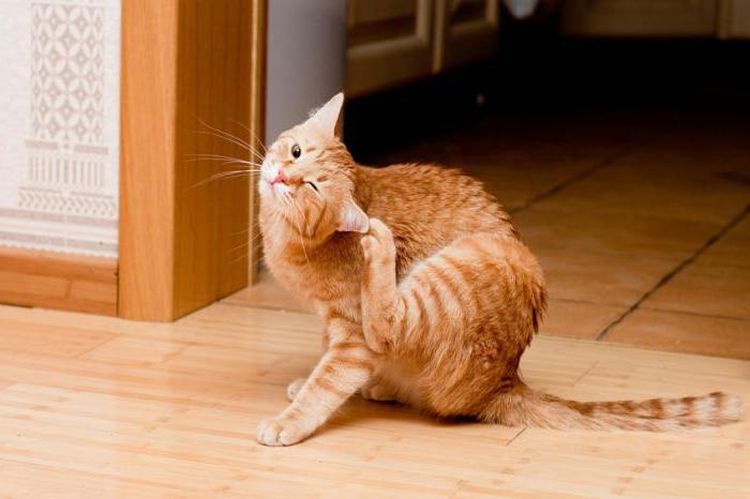 Un chat roux se gratte l'oreille