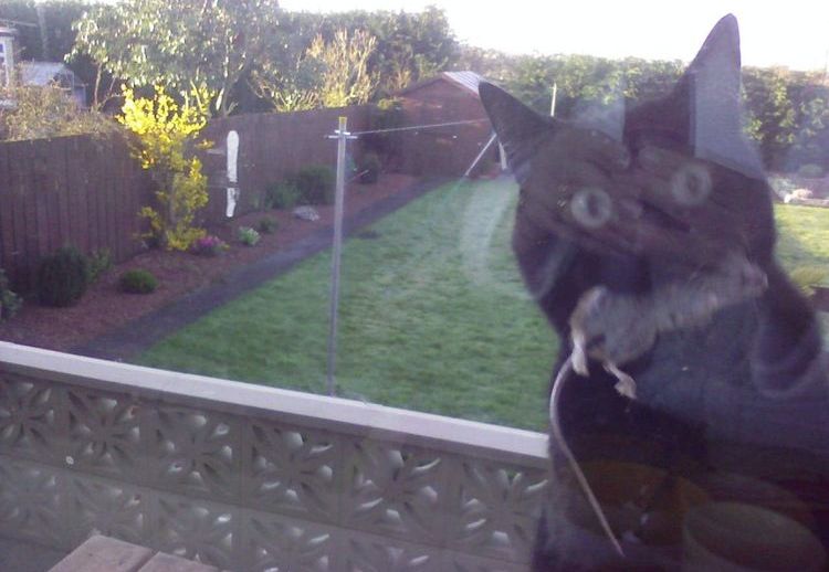 Un chat avec une souris prise entre les dents