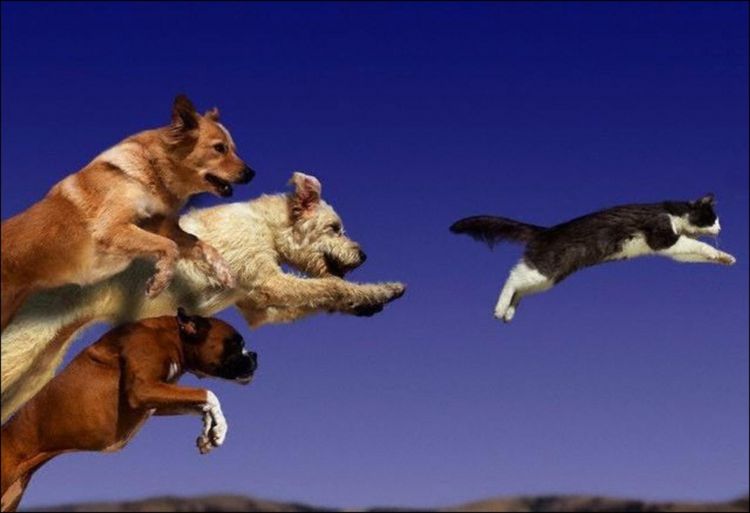 Des chiens qui poursuivent un chat