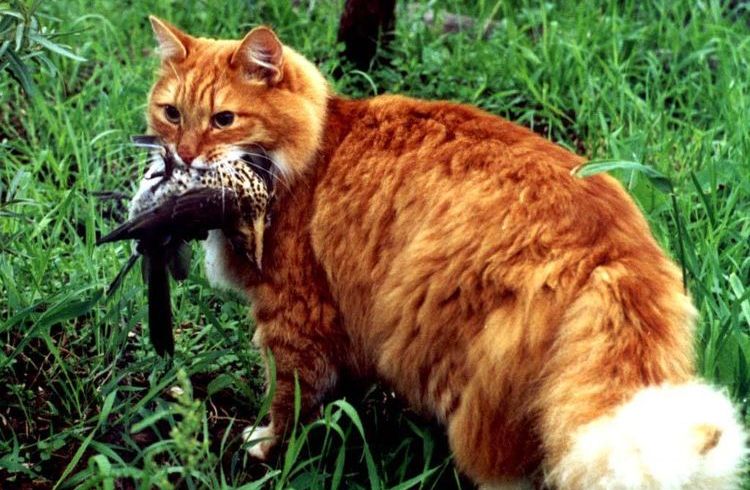 Le chat roux a attrapé l'oiseau