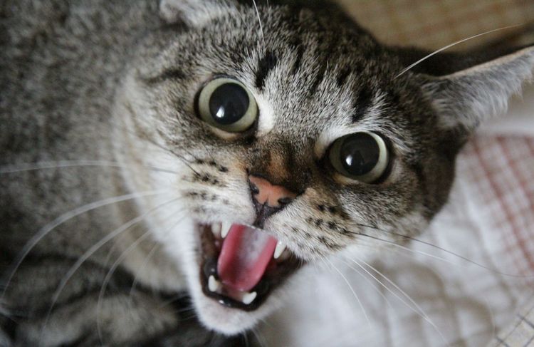 Un chat très en colère