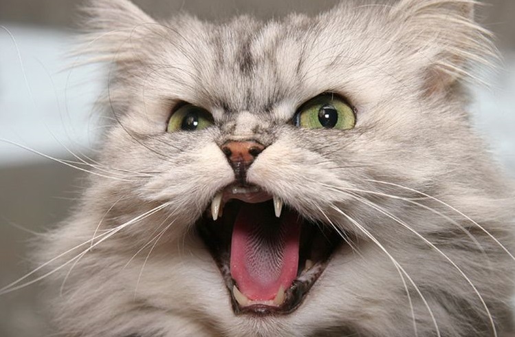 Un chat duveteux siffle