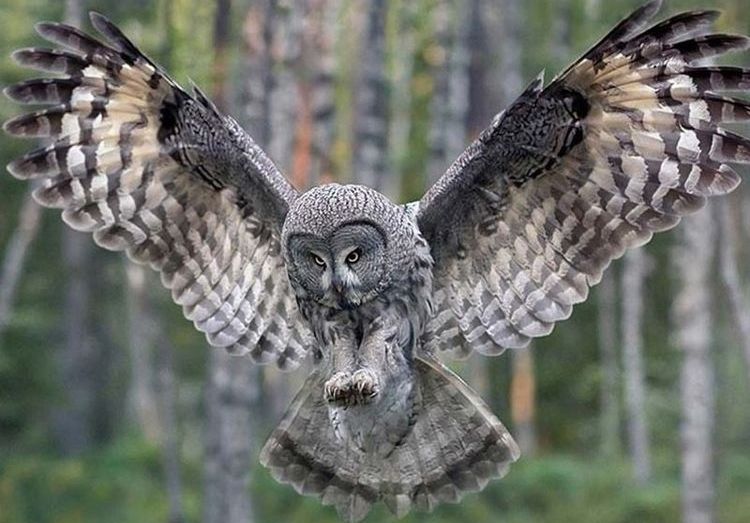 Le hibou chasse