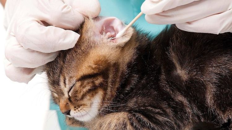 Le docteur nettoie l'oreille du chat