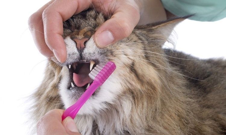Brosser les dents d'un chat